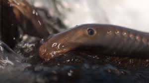 Pacific Lamprey | They climb waterfalls with their mouths, they're older  than dinosaurs and they have three eyes. Meet the Pacific lamprey. | By  Oregon Zoo | Facebook