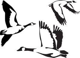 Most young artists tend to draw small. 21 896 Canadian Goose Wall Murals Canvas Prints Stickers Wallsheaven