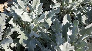 Image result for Centaurea praecox