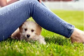 Pet stop offers ultracare, the best warranty in the business and gentlesteps™, an entirely gentle training program to help pets get accustomed to their new system as quickly and safely as possible. Pet Stop Is The