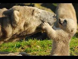 Shop for mother and baby animals wall art from the world's greatest living artists. Mother Animal Protecting Their Babies Compilation Mom Animal Lover Their Baby Youtube