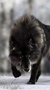 Solo Alpha Wolf Alpha Wolf Wolf Dog Wolf Spirit Animal