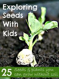 The seed also contains food to keep the embryo alive. Growing Seeds And Plants With Kids Growing Seeds Gardening For Kids Plants