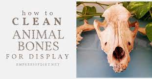 How To Clean Animal Bones For Display | Empress Of Dirt