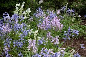 Wood Hyacinth Plants Spanish Bluebells Garden Bulbs