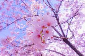 Download Wallpaper 5472x3648 Sakura Flowers Bloom Spring Pink Hd Background Sakura Flower Cherry Blossom Wallpaper Flower Images Wallpapers
