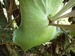 Image result for Platycerium stemaria