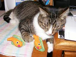 The boots & barkley cat toy fish tacos will keep your feline purring and happy. Taco Cat Toy Off 79 Www Usushimd Com