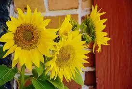 Image result for Helianthus annuus