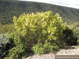 Image result for Ptaeroxylon