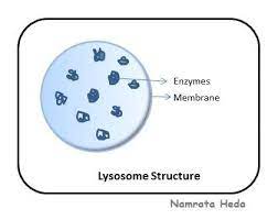 Lysosome An Organelle In The Cytoplasm Of Eukaryotic Cells Containing Degradative Enzymes Enclosed In A Membrane Cell Organelles Eukaryotic Cell Organelles