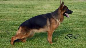 Super German Shepherd Kcl Pedigree Shake Tail Academy Facebook