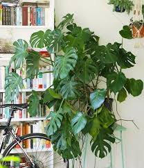 Comme Vous Le Savez Peut Etre Je Suis L Heureuse Proprietaire D Une Grande Monstera Deliciosa Ou Philodendron Ainsi Qu O Faire Une Bouture Boutures Monstera