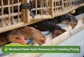 Kebutuhan pakan untuk skala bisnis. Cara Membuat Pakan Ayam Kampung Dari Gedebog Pisang Kabartani