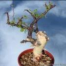 Image result for Commiphora pteleifolia