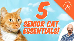 The seniors for seniors adoption program, open to residents of washington state, is designed to help senior humans rediscover the joys of having a cat or dog in their lives. 5 Essential Tips For Life With Senior Cats Jackson Galaxy