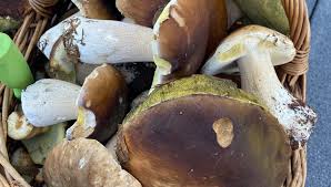 In welcher jahreszeit gibt es den steinpilz? Schwammerlzeit In Niederbayern Petzenhauser Gmbh Co Kg