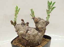 Image result for Euphorbia platyrrhiza
