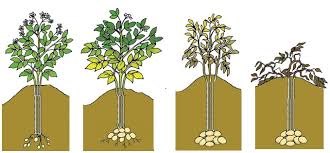 Plants de pommes de terre certifiés provenant de france, du luxembourg, de belgique et des pays bas. Pommes De Terre Sur Votre Balcon Potager Pepiniere Villeneuve