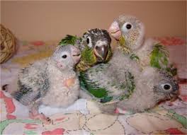 Green Cheeked Conure Facts Habitat Diet Adaptations Pictures