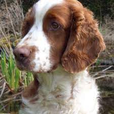 Thought to be comparable to the old land spaniel, they are similar to the english springer spaniel and historically have been referred to as both the welsh spaniel and the welsh cocker spaniel. Welsh Springer Spaniel Vdh Landesverband Hessen E V
