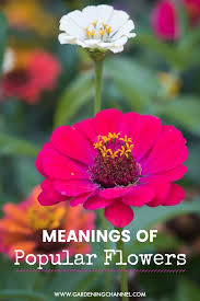 Discover the symbolism behind your favorite flowers and learn about. Popular Flowers And Their Meanings Gardening Channel