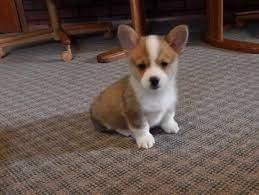 We consider our corgis all 'winners' whether in the show ring or on the 'home circuit'…. Virginia Corgi Breeders Corgi Puppies For Sale In Virginia