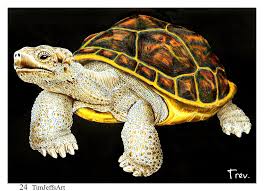 Ver más ideas sobre tortugas, dibujo de tortuga, dibujos. Tortoise By Trevor Grant Disenos De Gorras Disenos De Unas Y Tortugas