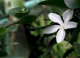 Image result for Carissa bispinosa