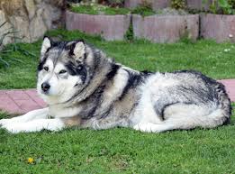 Dog Price List In India 2020 Find Your Budget Friendly Dog