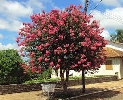 Reseda Pesquisa Google Tipos De Arvores Arvores Para Jardim Arvores