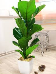 Durable plastic foliage and trees make ideal outdoor decorations, while more delicate foam or silk flowers are perfect for a small bunch of flowers to either walk down the aisle or to brighten a room in a vase. Large Fiddle Leaf Fig Indoor Tree House Plant In Pot Rare Evergreen Ficus Lyrata Ebay