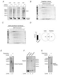 Profiling The Escherichia Coli Membrane Protein Interactome