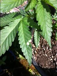 It may appear as white spots or bumps, and it may look like patches of flour on the leaves. Large White Spots On Top Of Leaves Help Grasscity Forums The 1 Marijuana Community Online