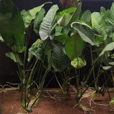 Image result for Astropanax barteri