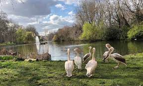 Snap away at blooms in richmond park's isabella plantation: St James S Park Pelicans Were First Introduced In 1664 As A Gift To King Charles Ii From The Russian Ambassador London