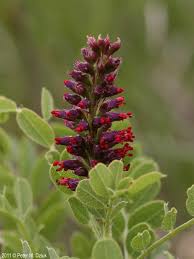 Image result for Lipocarpha nana