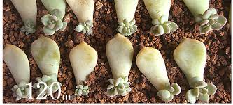5ステップでできる多肉植物の増やし方 葉挿し編 多肉植物 サボテンの専門通販 Solxsol