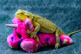Se non in particolari condizioni. Blue Bug Peluche Barbuto Drago Giochi Morbidi Prima Infanzia