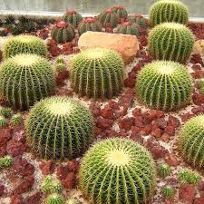 Le coussin de belle mère (echinocactus grusonii) est sans doute l'un des cactus les plus. Echinocactus Grusonii Cactus Coussin De Belle Mere Pot O 12cm Hauteur 15 18cm Plante Verte Interieur Naturelle Pots De Fleurs Sallyphone Jardin