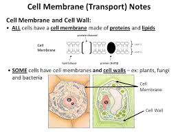 The huge variety of cells that have evolved to fulfill different purposes do not always have all the same organelles or structures, but in general terms, these are some of the structures you can expect to find in animal cells: Cell Membrane Transport Notes Cell Membrane And Cell Wall All Cells Have A Cell Membrane Made Of Proteins And Lipids Cell Membrane Lipid Bilayer Protein Ppt Download