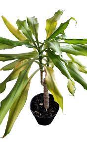 Ixia species are grown from half hardy bulbs. Dracaena Yellow Leaves Causes And Cures For Yellowing Leaves