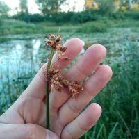 Image result for Schoenoplectus muriculatus