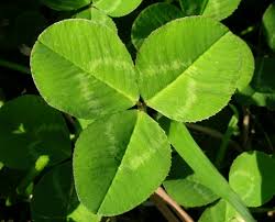 Image result for Trifolium