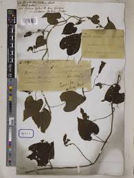 Image result for Ipomoea rubens