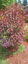 Image result for Pseudospondias microcarpa