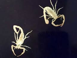 7,017,242 likes · 38,247 talking about this. Arizona Bark Scorpions Leave What They Can T Outgrow Why Can T We