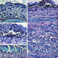 Image result for Androstachys johnsonii