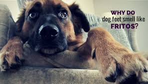 Why Do Dog Feet Smell Like Fritos Puppy Leaks Feet Smelling Dogs Dog Friends