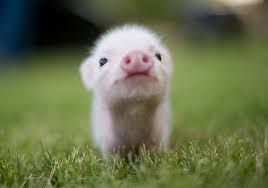 Cutest Pig Ever Cute Animals Cute Baby Animals Cute Pigs